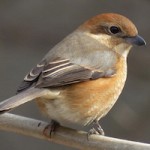 煙突掃除でお約束の　”巣”