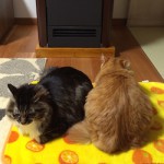 ペレットストーブとペット達