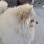 ペレットストーブのあるお店　鳴子温泉　居酒屋”こんぱ”