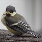 Φ80排気筒の鳥の巣