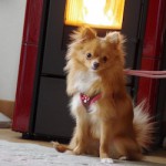 ペレットストーブとペット